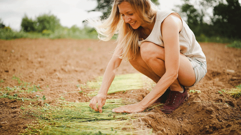 ܽƵ Associate Professor Jennifer Green harvesting flax. Photo by Lola Brown.